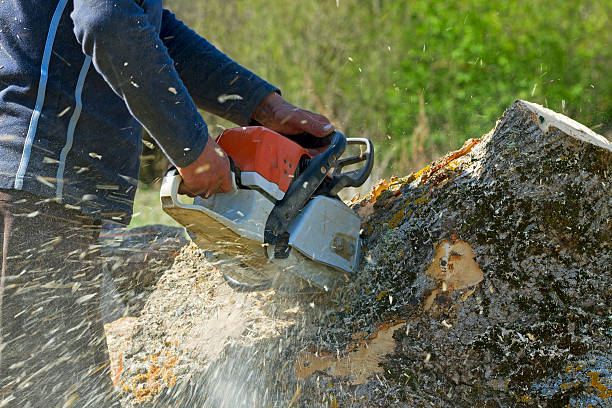 Seasonal Cleanup (Spring/Fall) in Brunswick, MD