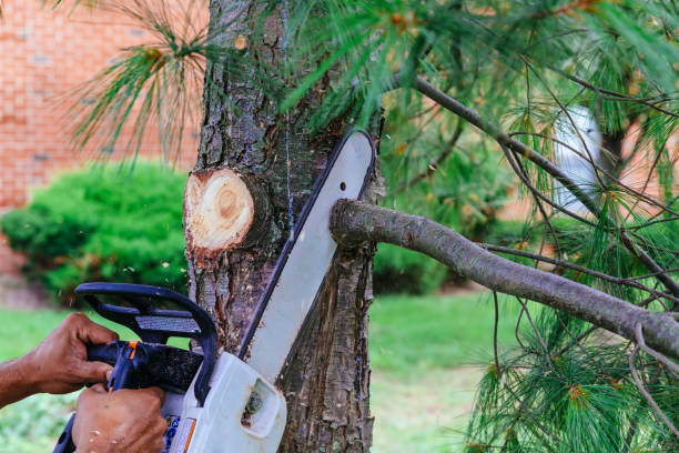 How Our Tree Care Process Works  in  Brunswick, MD